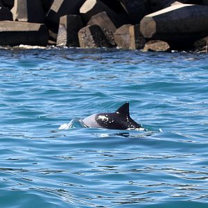 Heaviside's dolphin (Cephalorhynchus heavisidii)