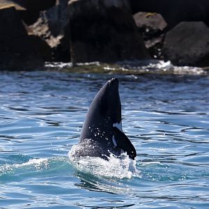 Heaviside's dolphin (Cephalorhynchus heavisidii)