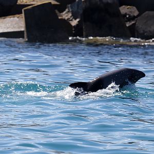 Heaviside's dolphin (Cephalorhynchus heavisidii)