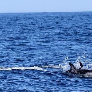 dusky dolphin (Lagenorhynchus obscurus)