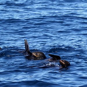 Cape fur seal (Arctocephalus pusillus pusillus)