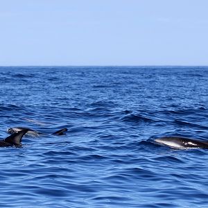 dusky dolphin (Lagenorhynchus obscurus)