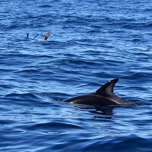 dusky dolphin (Lagenorhynchus obscurus)