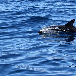 dusky dolphin (Lagenorhynchus obscurus)