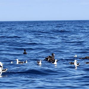 kelp gull (Larus dominicanus) & Southern Giant-Petrel (Macronectes giganteus)