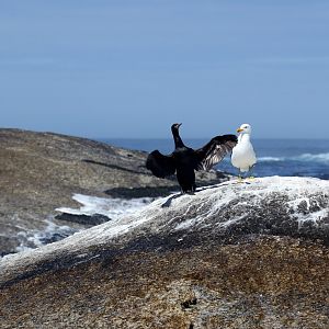 Cape Cormorant (Phalacrocorax capensis)  & kelp gull (Larus dominicanus)