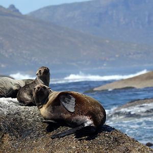 Cape fur seal (Arctocephalus pusillus pusillus)