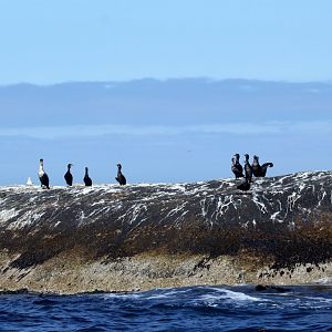 Cape Cormorants (Phalacrocorax capensis) & African oystercatcher (Haematopus moquini)