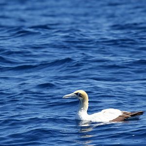 Cape gannet (Morus capensis)
