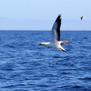Cape gannet (Morus capensis)