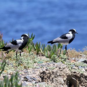 Blacksmith Lapwing (Vanellus armatus)