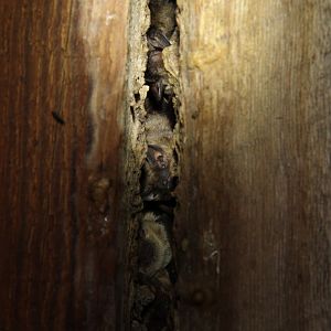 Lesueur’s Hairy Bat (Cistugo lesueuri)