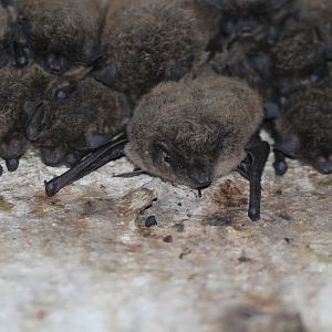 Long-tailed Serotines (Eptesicus hottentotus)