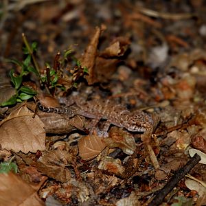 Spotted Thick-toed Gecko (Pachydactylus maculatus) ID?