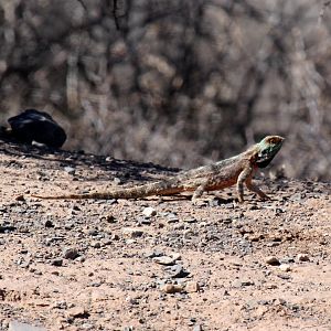 Southern Rock Agama (Agama atra)