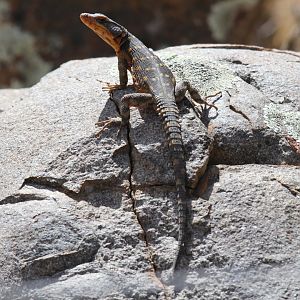 Cape Crag Lizard (Pseudocordylus microlepidotus) ID?