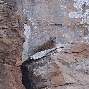Cape Rock Hyrax (Procavia capensis capensis)