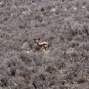 steenbok (Raphicerus campestris)