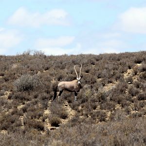 gemsbok, gemsbuck or South African oryx (Oryx gazella)