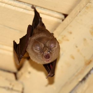 Geoffroy’s Horseshoe Bat (Rhinolophus clivosus)