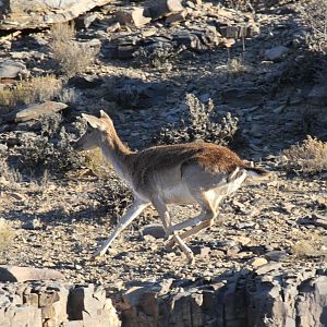 fallow deer (Dama dama) introduced