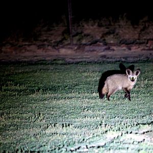 bat-eared fox (Otocyon megalotis)