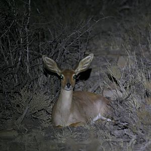 steenbok (Raphicerus campestris)