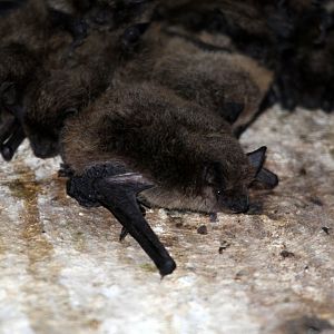 Long-tailed Serotines (Eptesicus hottentotus)