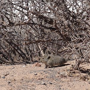 Karoo bush rat (Myotomys unisulcatus)