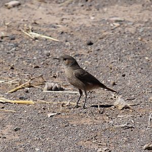 Karoo Chat (Emarginata schlegelii) ID?