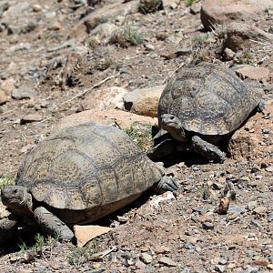Leopard Tortoise (Stigmochelys pardalis)