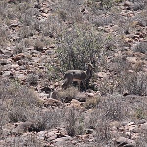 Grey Rhebok (Pelea capreolus)