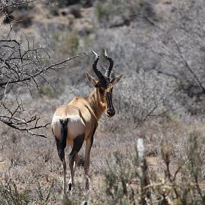 red hartebeest (Alcelaphus buselaphus caama)