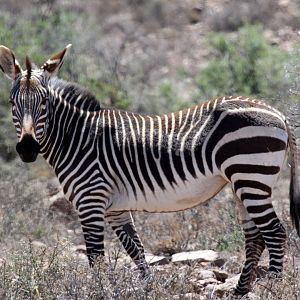 Hartmann's mountain zebra (Equus zebra hartmannae)