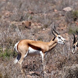 springbok (Antidorcas marsupialis)