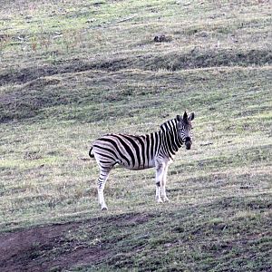 Burchell's zebra (Equus quagga burchellii)