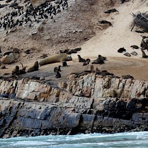 southern elephant seal (Mirounga leonina) among Cape fur seals (Arctocephalus pusillus pusillus)
