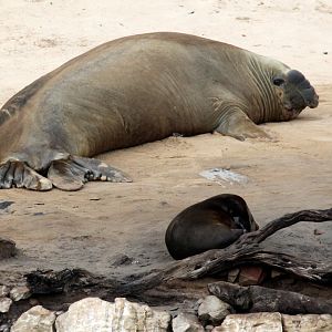 southern elephant seal (Mirounga leonina)