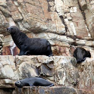Cape fur seal (Arctocephalus pusillus pusillus)
