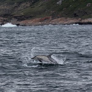 long-beaked common dolphin (Delphinus capensis)