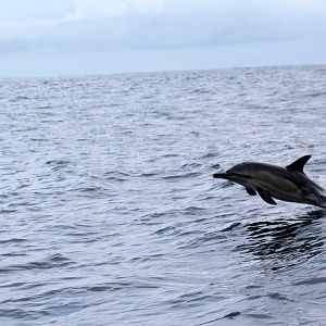 long-beaked common dolphin (Delphinus capensis)