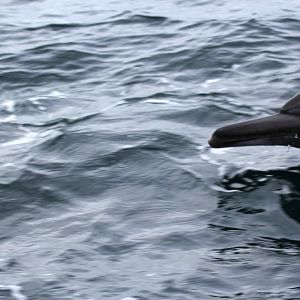 long-beaked common dolphin (Delphinus capensis) BEAK