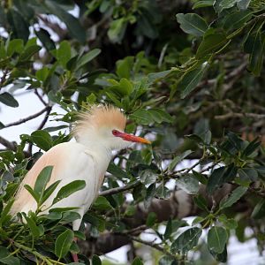 cattle egret (Bubulcus ibis)