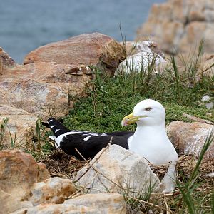 kelp gull (Larus dominicanus)