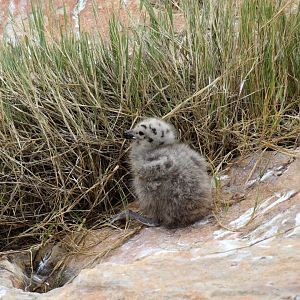 kelp gull (Larus dominicanus) young
