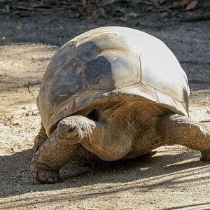 Aldabran Tortoise