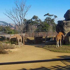 New Giraffe enclosure