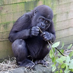 Young Gorilla