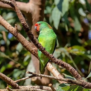 Little Lorikeet