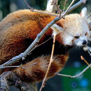 Red Panda